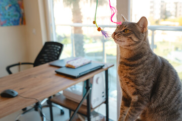 Cat sitting on a work desk at home, surrounded by work essentials, in a calm and cozy atmosphere. Perfect indoor scene showing the harmony of work and relaxation.