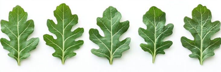 Five Green Oak Leaves on White Background