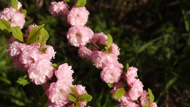 Video of Japanese cherry "Kanzan" with gentle pink flowers, Prunus avium, Prunus serrulata "Kwanzan Cherry". Billowy pink blossoms of a sakura cherry prunus tree. Blossoming Beauty of Spring's Tranqui