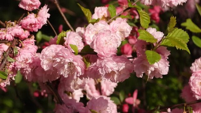 Video of Japanese cherry "Kanzan" with gentle pink flowers, Prunus avium, Prunus serrulata "Kwanzan Cherry". Billowy pink blossoms of a sakura cherry prunus tree.