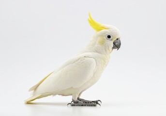 A sulphur crested cockatoo perched on a white surface with its crest raised in a studio setting