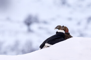 Patagonia wildlife. Condor from Patagonia in Chile. Andean condor, Vultur gryphus, big bird of prey...