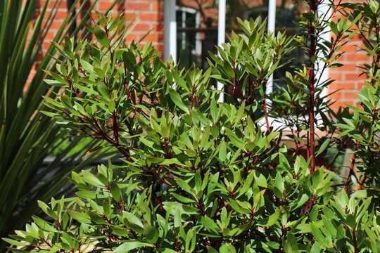 Tasmannia lanceolata, pepper tree plant