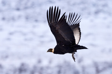 Wildlife Chile. Andean condor, Vultur gryphus, big bird of prey flying above the mountain. Bird in...