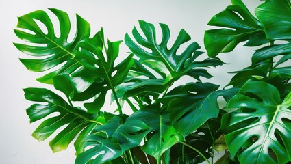 Indoor Monstera plant known for its large, lustrous leaves that are deeply perforated or incised, with a white backside