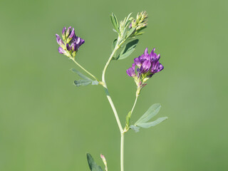 Obraz premium Alfalfa blooming plant on a crop field in summer, Medicago sativa