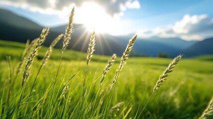 Fototapeta premium Sunlight shining through green grass