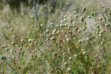 Plantes sauvages à boules épineuses en Namibie