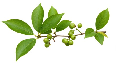 Fototapeta premium A branch with green leaves and unripe berries isolated on a white background in close up view