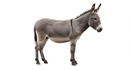Fototapeta premium A full body shot of a gray donkey standing on a white background in a studio setting with clear lighting