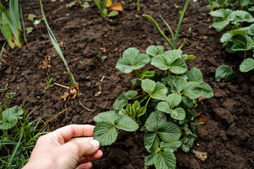 A person lovingly holds a vibrant green plant within a stunning, blooming garden that is filled with various plants and an array of colorful flowers, creating a truly picturesque scene