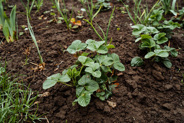 A small, green plant is emerging from the rich, nourishing soil in a beautiful garden, showcasing the wonders of nature and the importance of gardening and agriculture for growth and life