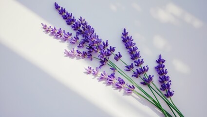Obraz premium Stunning lavender petals on a white canvas