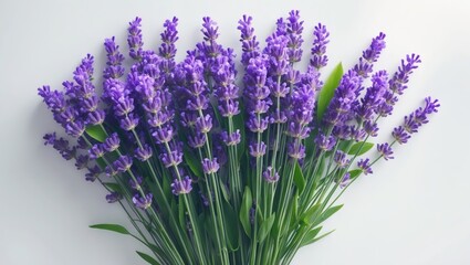 Gorgeous Lavender blooms grouped on a white background.