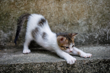 Stretching white stray kitten on concrete