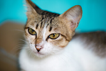 Close-up Portrait of a Cute Cat with Green Eyes on Blue Background