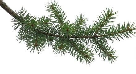 A detailed view of a pine branch with green needles against a plain white studio background image