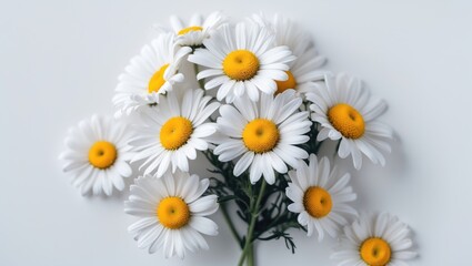 Fototapeta premium Flowers featuring beautiful chamomiles isolated on background