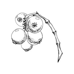 Cranberry lingonberry cluster bunch on branch, ripe swamp forest berry teaberry bearberry wintergreen, vector ink hand drawn. Isolated botanical illustration. Restaurant, dessert menu, farmers market