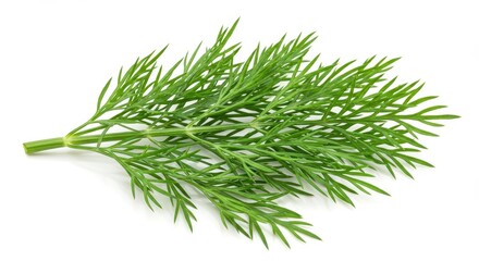 A sprig of fresh green dill herb isolated on a white background in a studio setting close up shot