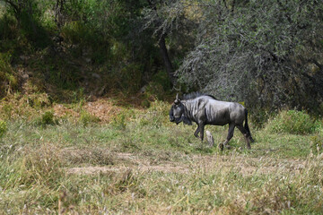 Gnou dans un parc animalier en Namibie