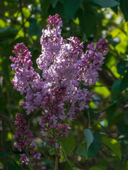 Sun-Drenched Lilac Blooms in a Garden Setting