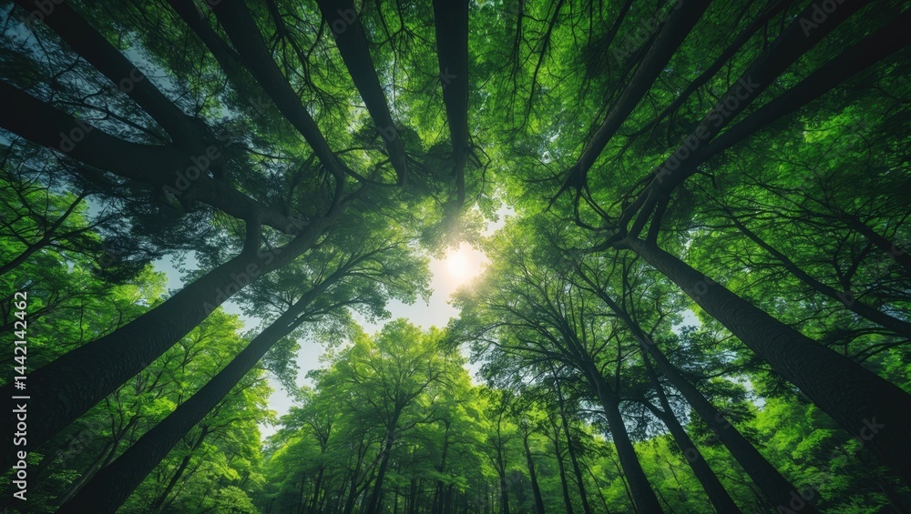 Poster bottom-up perspective of pine and deciduous forest trees with wide angle view of woods canopy and fr