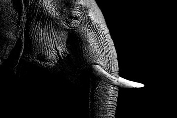 Black and white close-up of an elephant's face and tusk, highlighting its textured skin and powerful features.