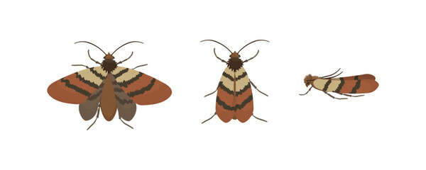 Indian Meal Moth in Different Poses, Showing Wings and Body