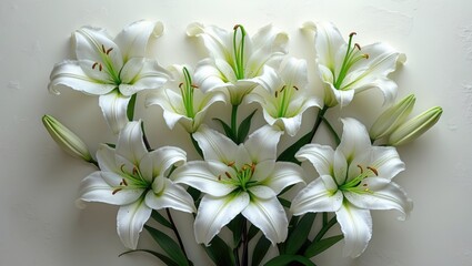 Fototapeta premium Pure white lily flowers showcased on a white backdrop