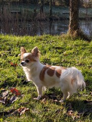 longhair chihuahua in the autumn grass