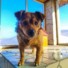 Curious Brown Dog in Front of Window
Concept of pet, curiosity, happiness