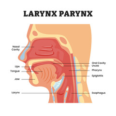 Larynx Pharynx structure anatomy oral diagram, educational medical poster design healthcare scheme, labeled nasal cavity, oral cavity uvula, epiglottis, esophagus, jaw, tongue. Posteriorly esophagus.