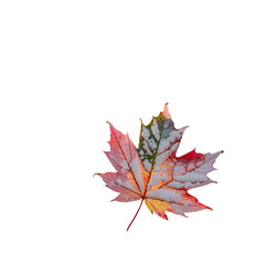 Fototapeta premium Close up of a single colorful maple leaf with red pink yellow and green on a black background space
