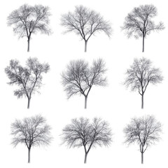 Nine grayscale tree silhouettes, detailed and varied