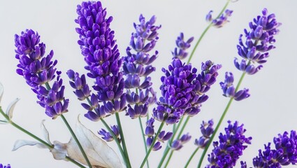 Naklejka premium Sprigs of blossoms isolated against a white backdrop.