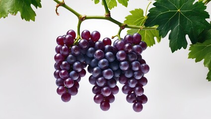 Branch with leaves and red grapes set against an isolated background