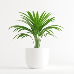 Green plant in white pot