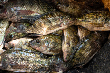 Tilapia or ikan nila. Close view on Fresh Tilapia fish on board. Oreochromis Niloticus. Freshwater Fish