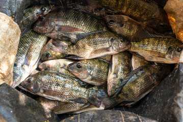 Tilapia or ikan nila. Close view on Fresh Tilapia fish on board. Oreochromis Niloticus. Freshwater Fish