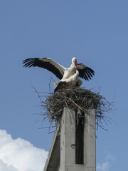 White stork couple mating on the nest. Love parade of birds in breeding season.  Ciconia ciconia, couple mating on the nest.