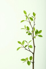 White background with isolated branches and twigs, leaves, white, green