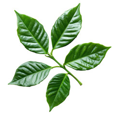 Fototapeta premium Fresh tea leaves on a stem