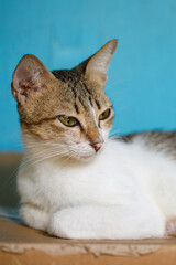 Close-up Portrait of a Cute Cat with Green Eyes on Blue Background