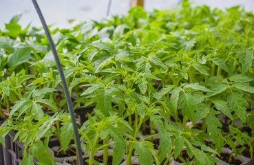 Healthy Seedlings Growing in Greenhouse Ready for Transplanting
