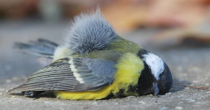 Dead great tit on the ground