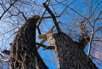 old trees against the blue sky in spring