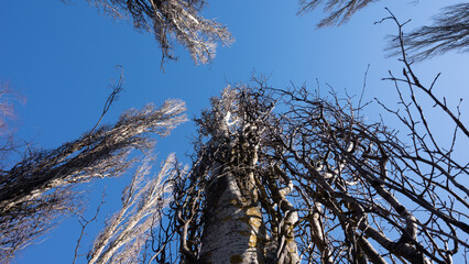 tree branches against the blue sky