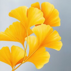 Fototapeta premium Ginkgo leaves against pale gray