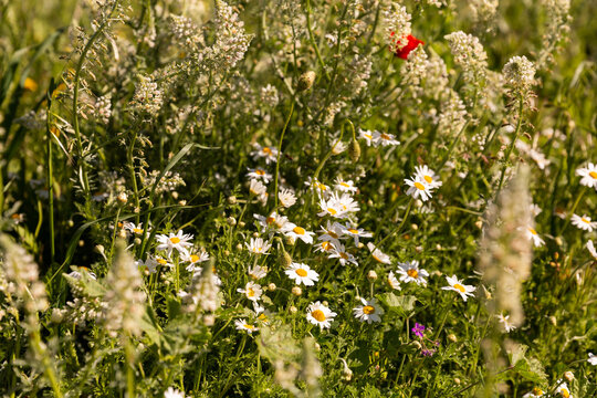 Fototapeta Pâquerettes en premier plan dans une prairie ensoleillée  de fleurs et d'herbes sauvages